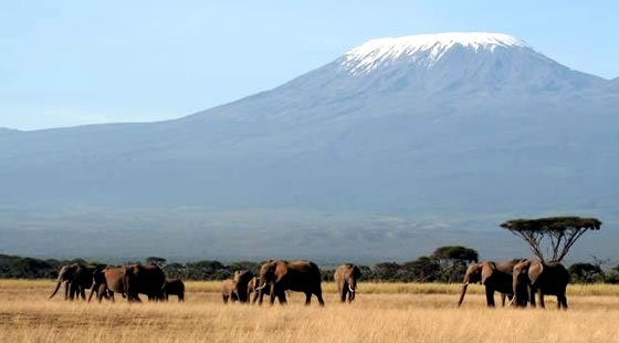 Nairobi Amboseli Safari | 2-Days 1Night Adventure 